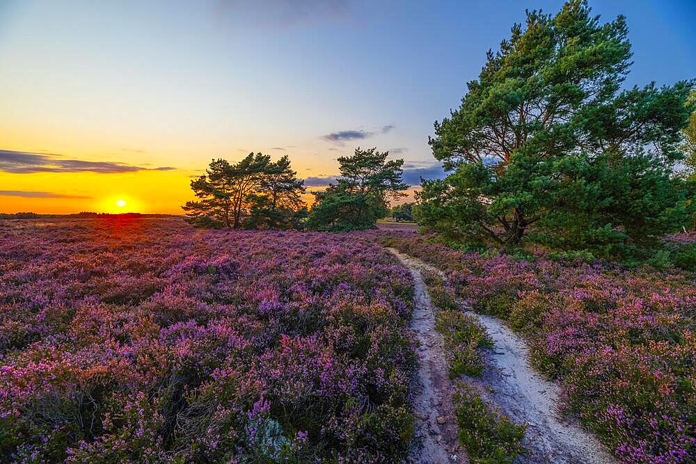 Sunrise and heather blossom in the Fischbeker Heide nature reserve, Hamburg