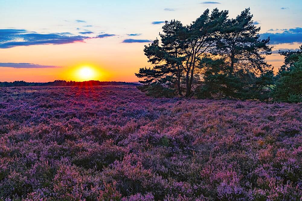 Sunrise and heather blossom in the Fischbeker Heide nature reserve, Hamburg