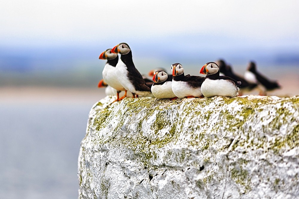 Puffin (Fratercula arctica), Puffin on Bird Rock, Staple Island, Farne Islands Nature Reserve, Farne Islands, Northumberland, England, United Kingdom, Europe