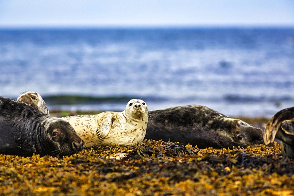 Grey (Halichoerus grypus) seals in the North Sea, Farne Islands nature reserve, Farne Islands, Northumberland, England, United Kingdom, Europe