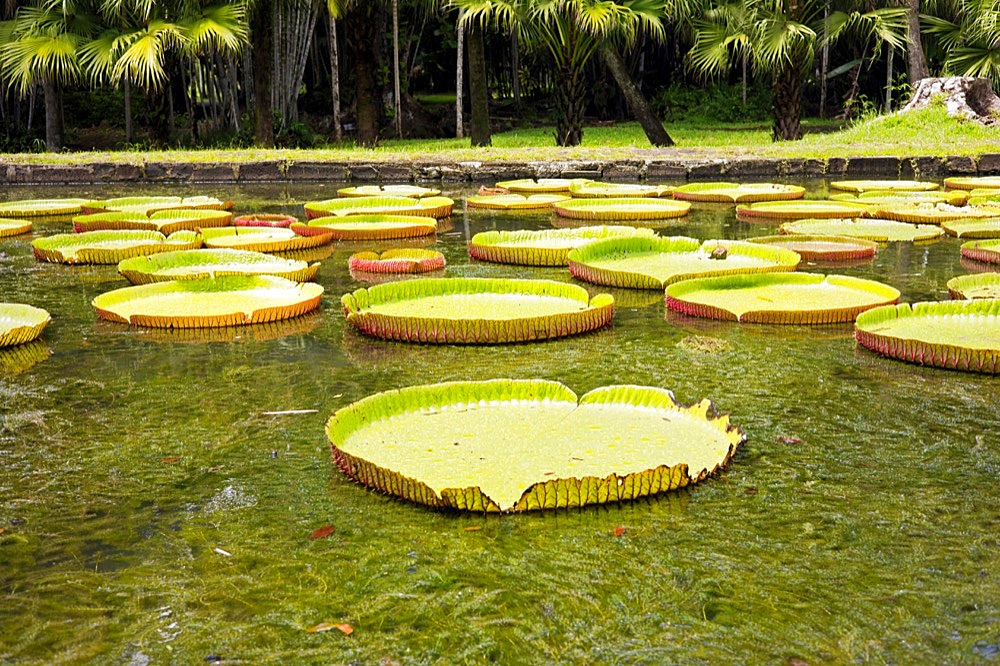 Large green leaves of Victoria amazonica (Nymphaeaceae), Mauritius, Africa