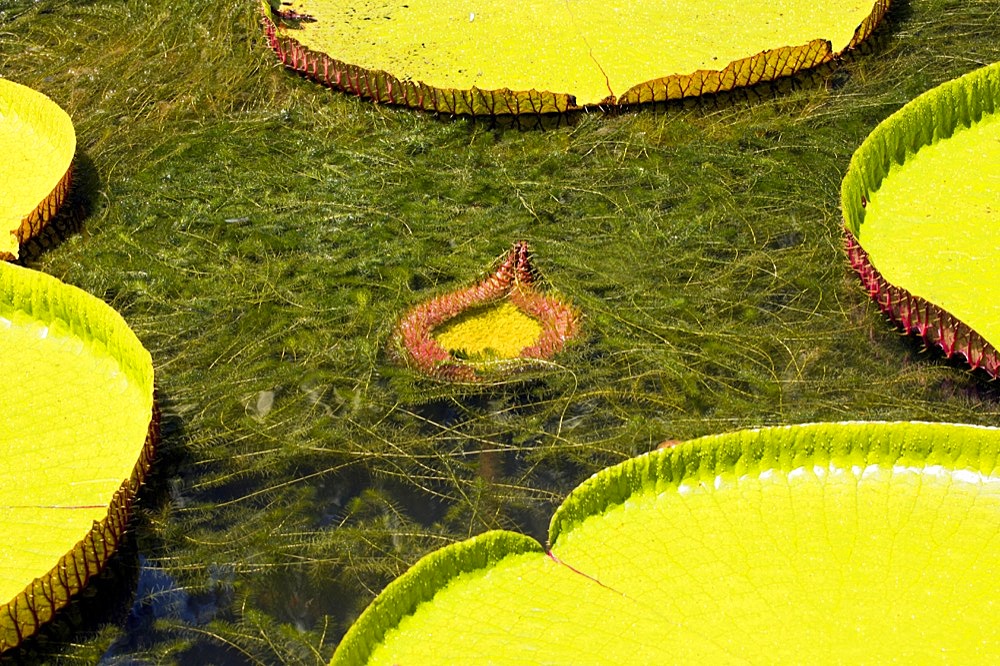 A freshly unfurling Victoria amazonica (Nymphaeaceae), amidst fully grown, Mauritius, Africa