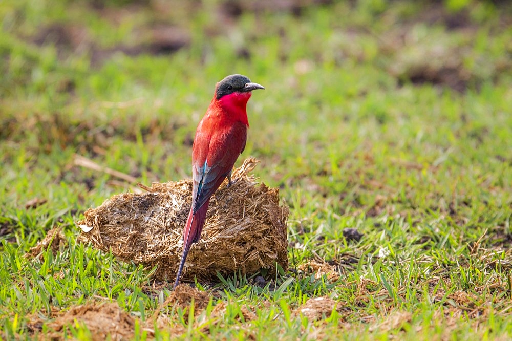 Southern carmine bee eater (Merops nubicoides), perched on a ball of elephant dung. Okavango Delta, Botswana, Africa