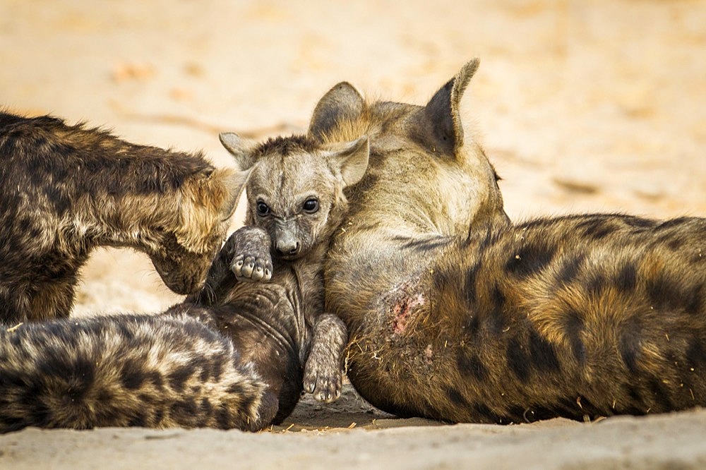 Spotted Hyena (Crocuta crocuta) baby, female adult with her cub in an intimate position at the hyena den. Okavango Delta, Botswana, Africa