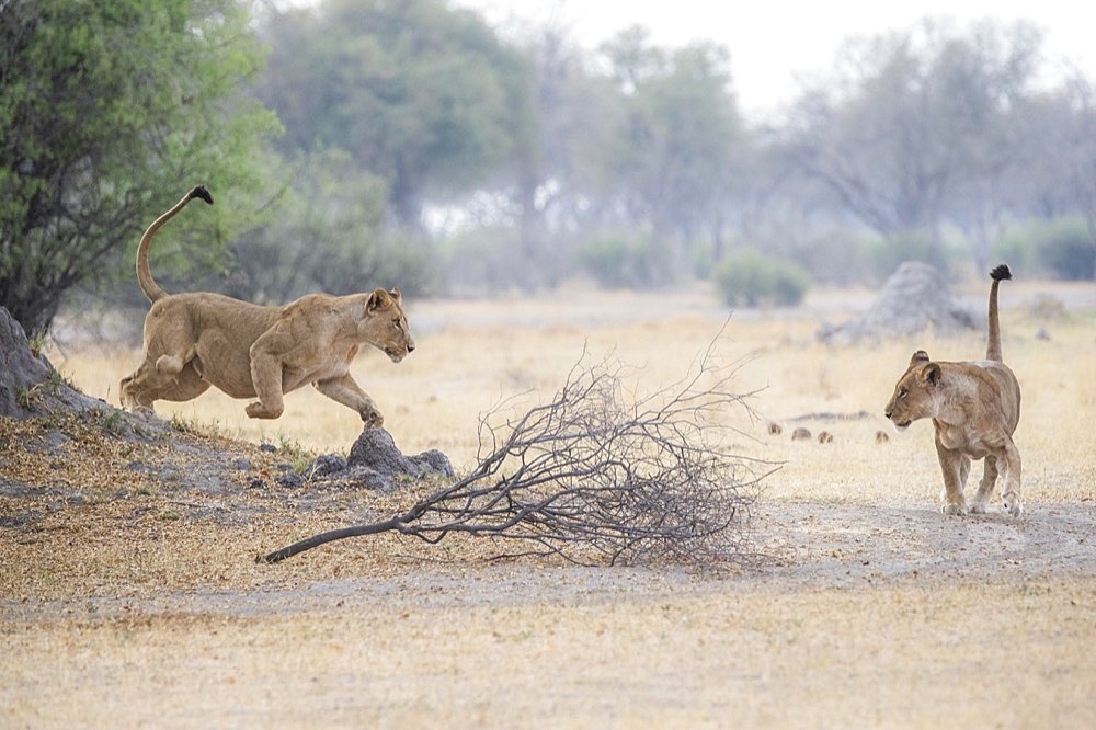 Lioness attacks a second lioness from left to right jumping. (Panthera) leo. Okavango Delta, Botswana, Africa