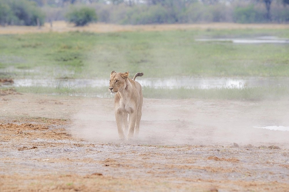 Lioness (Panthera leo), within a dust cloud at the edge of the Khwai river. Okavango Delta, Botswana, Africa