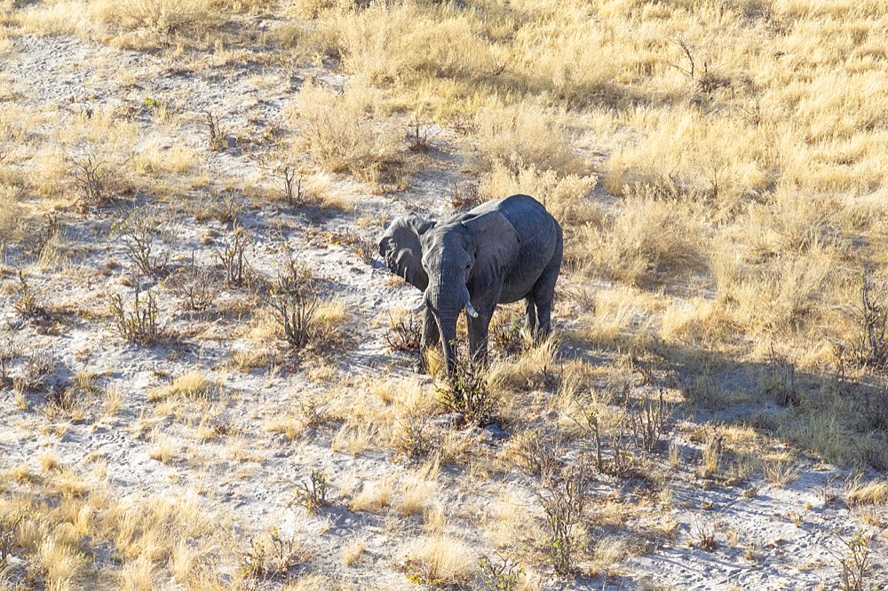 Aerial view of an Elephant bull (Loxodenta africana) from above. Wild animal lifts his head towards the sky. Okavango Delta, Botswana, Africa