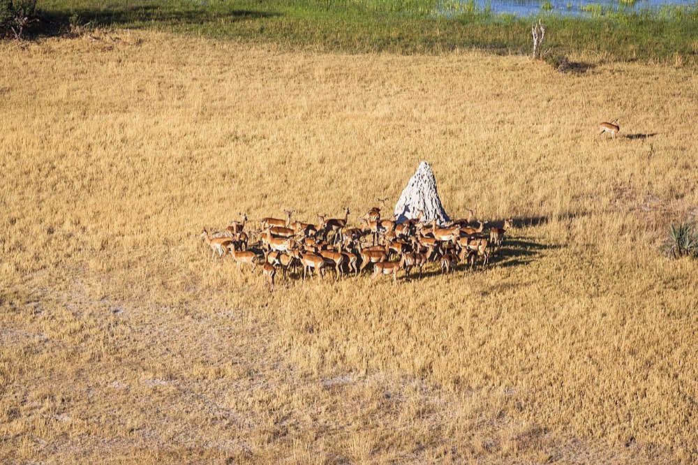 Lechwe (Kobus leche), herd, group stands beside a Termite mount. Okavango Delta, Botswana, Africa