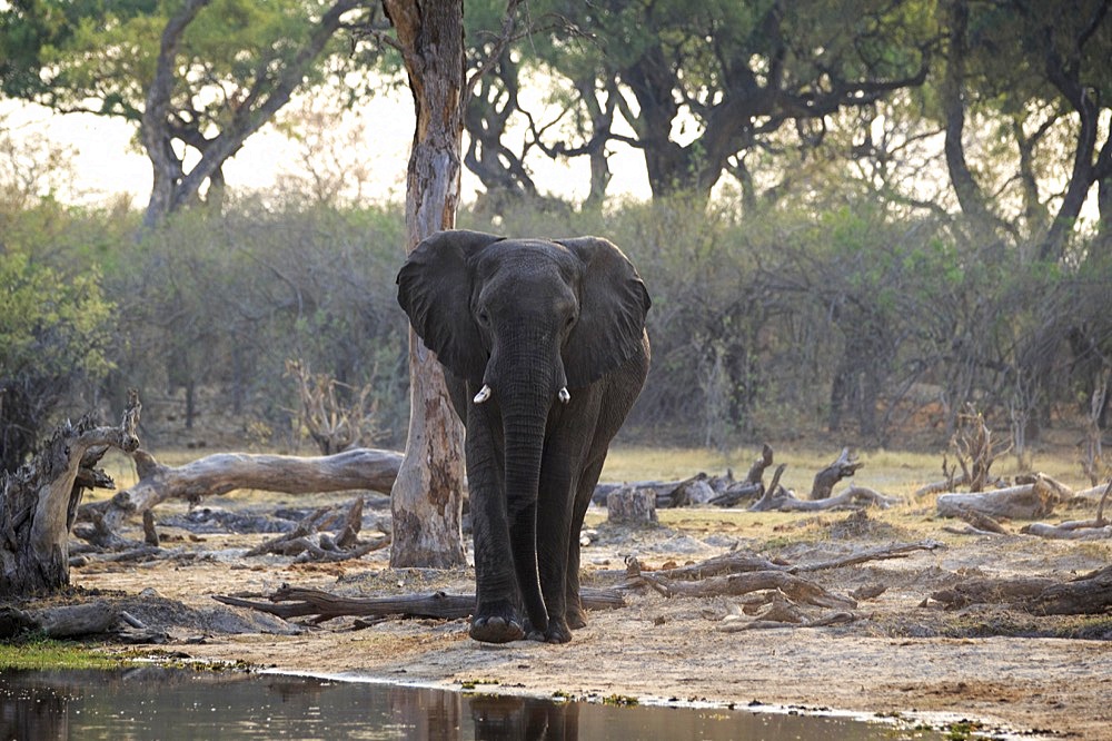 Elephant bull (Loxodenta africana) walks along the river edge. Background is African bushland. Okavango Delta, Botswana, Africa