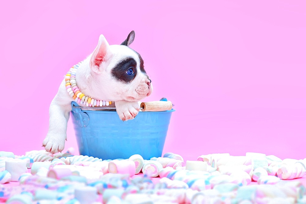 Cute Blue pied French Bulldog dog puppy in bucket between marshmallow sweets on pink background