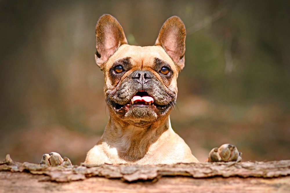 Cute happy French Bulldog dog looking over fallen tree trunk