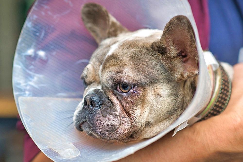 Dog eye with injury with stitches on lower eyelid on merle French Bulldog with protective cone