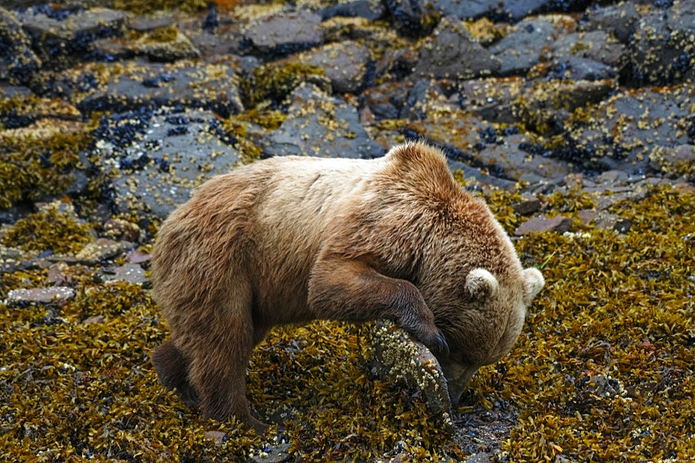 Coastal brown bear (Ursus Arctos middendorfi), grizzly bear lifting rock to look for shells, Katmai National Park, Alaska, USA, North America