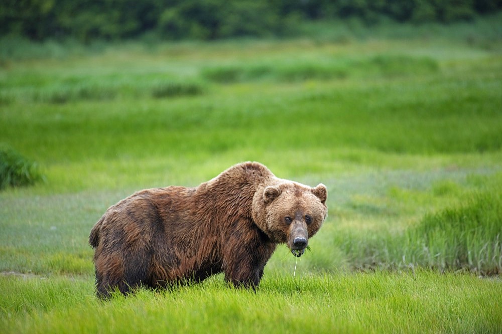 Coastal brown bear (Ursus Arctos middendorfi), grizzly bear eating sedge, Katmai National Park, Alaska, USA, North America