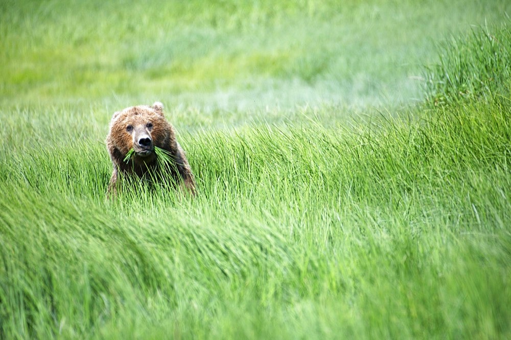 Coastal brown bear (Ursus Arctos middendorfi) Grizzly bear eating sedge, Katmai National Park, Alaska, USA, North America