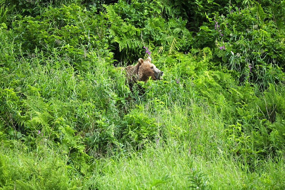 Grizzly bear in thicket takes scent, Katmai National Park, Alaska, USA, North America