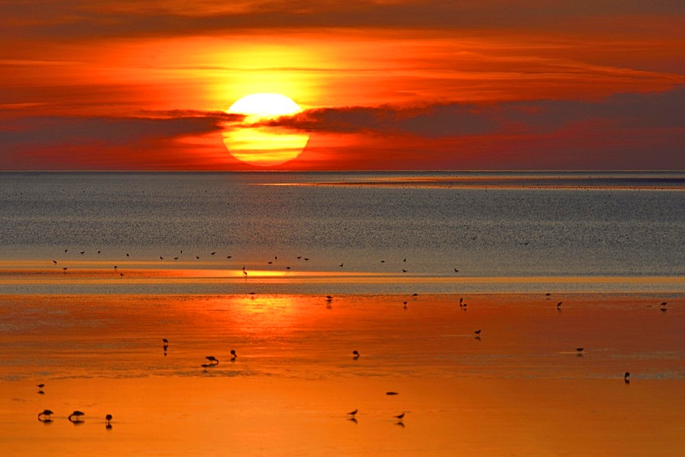 Sunset over the Wadden Sea at low tide, birds foraging, North Sea, Norddeich, Lower Saxony, Germany, Europe