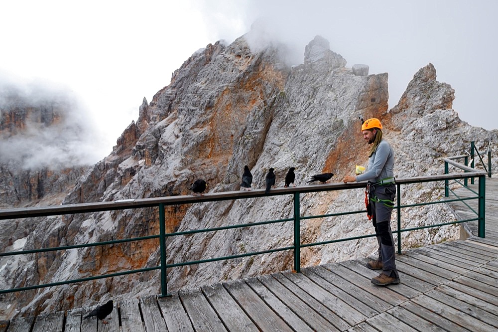 Tourist feeds the birds (pyrrhocorax graculus) at the closed shelter in the Dolomites. Dolomites, Italy, Dolomites, Italy, Europe