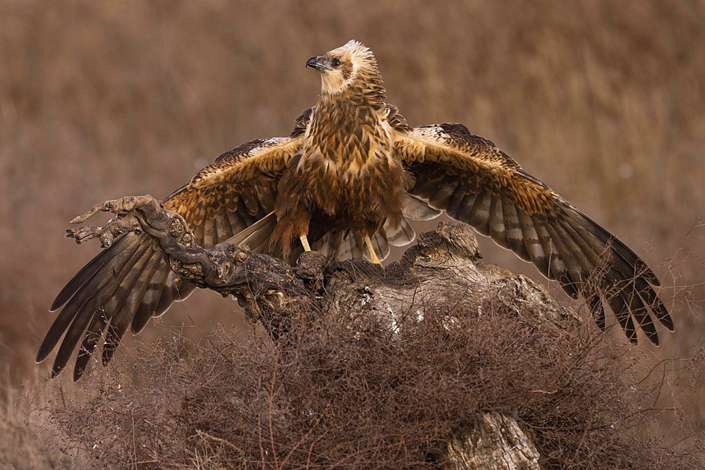 Western marsh-harrier (Circus aeruginosus), female mantling, on tree stump, Toledo Province, Castilla- La Mancha, Spain, Europe