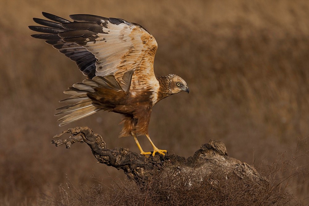 Western marsh-harrier (Circus aeruginosus), female on tree stump, Toledo Province, Castilla- La Mancha, Spain, Europe