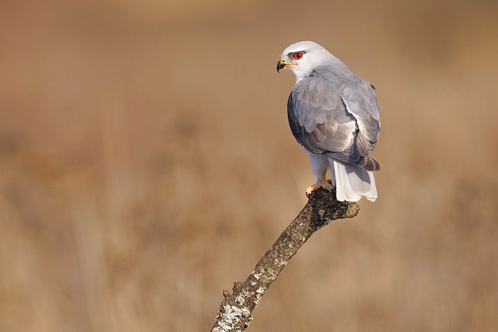 Black-winged kite (Elanus caeruleus), on branch with mouse, Toledo Province, Castilla-La Mancha, Spain, Europe