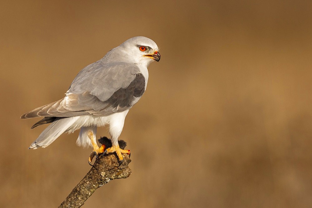 Black-winged kite (Elanus caeruleus), on branch with mouse, Toledo Province, Castilla-La Mancha, Spain, Europe