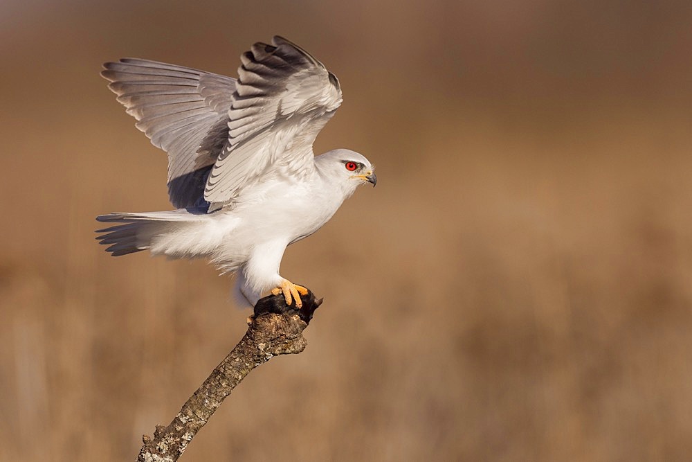 Black-winged kite (Elanus caeruleus) spreads its wings, on branch with mouse, Toledo Province, Castilla-La Mancha, Spain, Europe