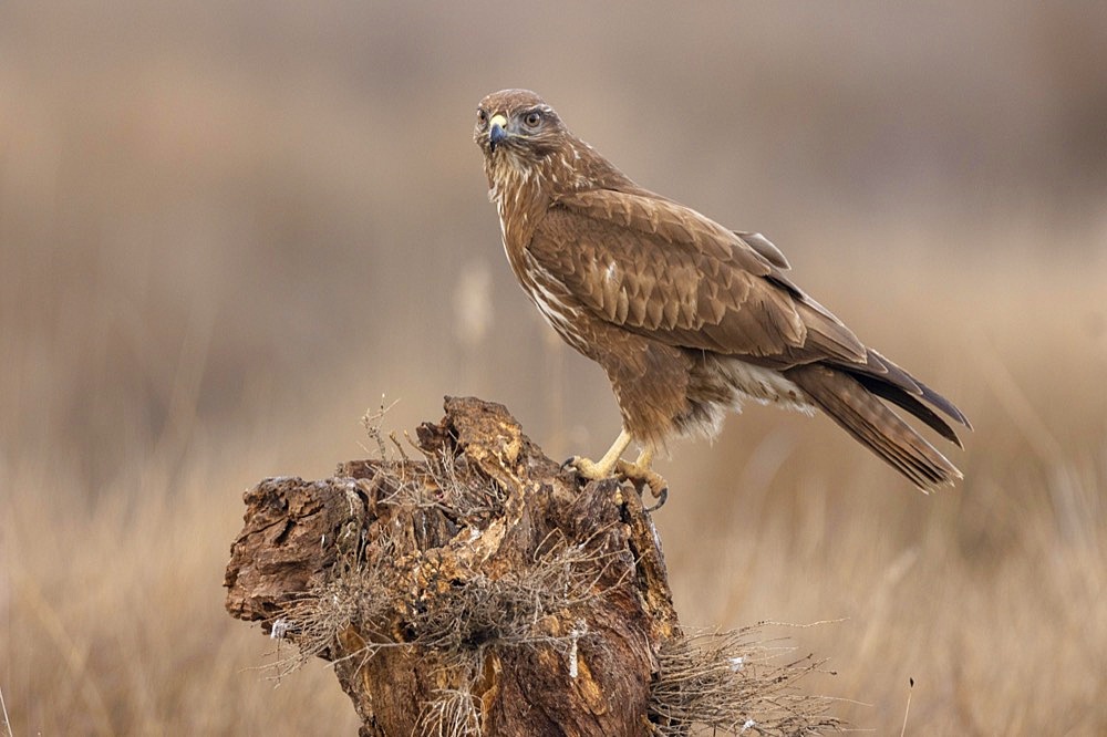 Steppe buzzard (Buteo buteo) on tree stump, Toledo Province, Castilla-La Mancha, Spain, Europe