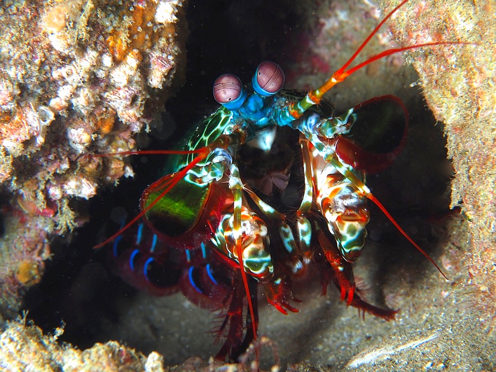 Peacock mantis shrimp (Odontodactylus scyllarus), Sodwana Bay National Park dive site, Maputaland Marine Reserve, KwaZulu Natal, South Africa, Africa