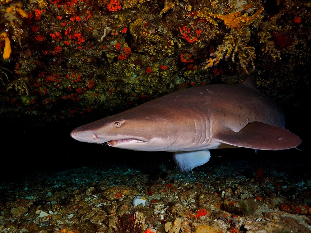 Sand tiger shark (Carcharias taurus) in its den. Dive site Protea Banks, Margate, KwaZulu Natal, South Africa, Africa