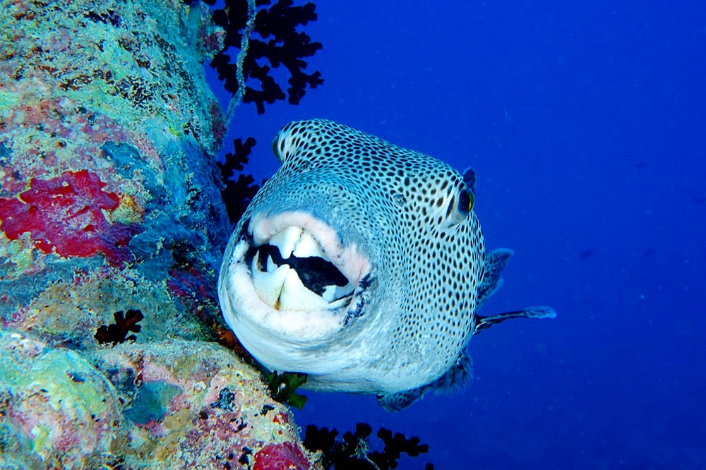 Portrait of star puffer (Arothron stellatus), Dive Site Wreck of the Thistlegorm, Sinai, Egypt, Red Sea, Africa