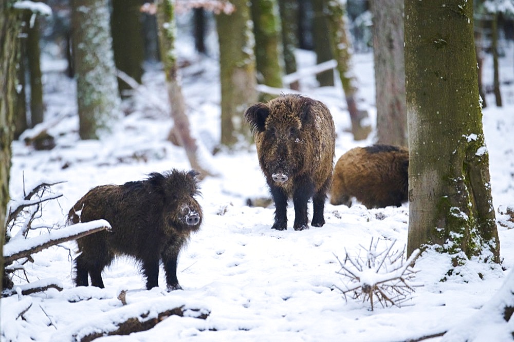 Wild boar (Sus scrofa) in a forest in winter, snow, Bavaria, Germany, Europe