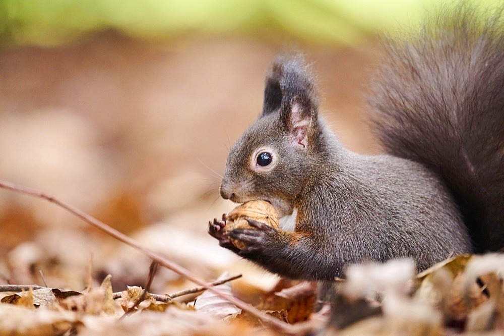 Red squirrel (Sciurus vulgaris) on the ground in a forest, Bavaria, Germany, Europe