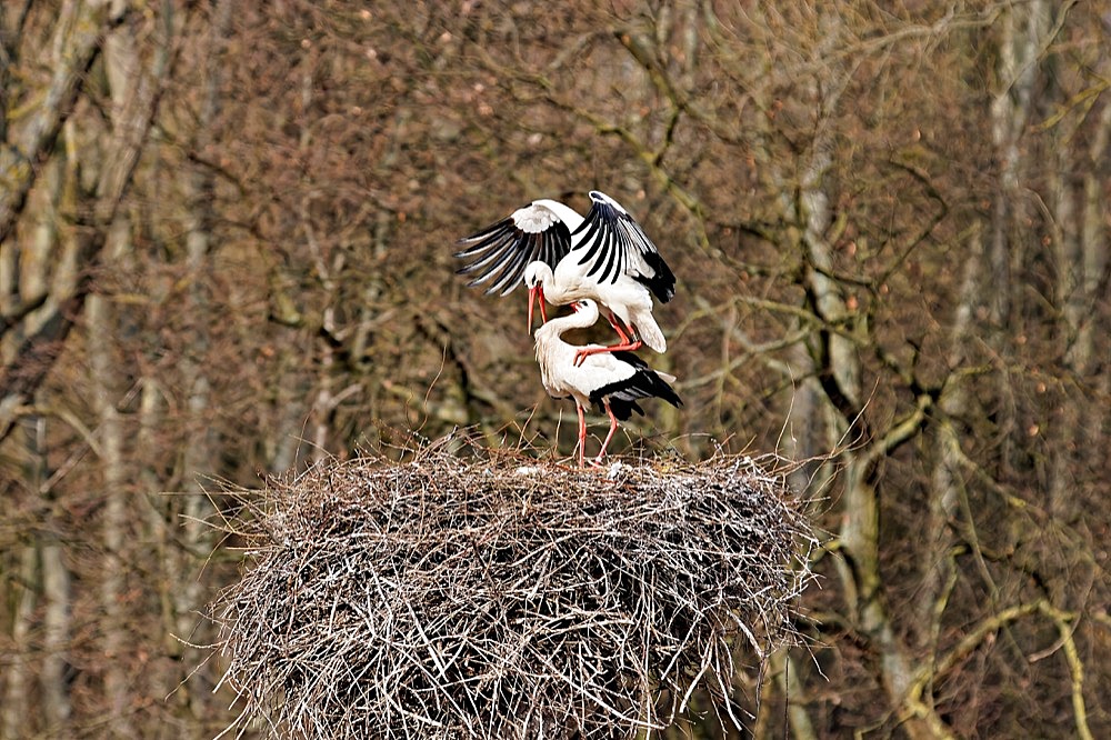 Two storks in the nest mating. Philippsburg, Baden-Wuerttemberg, Germany, Europe