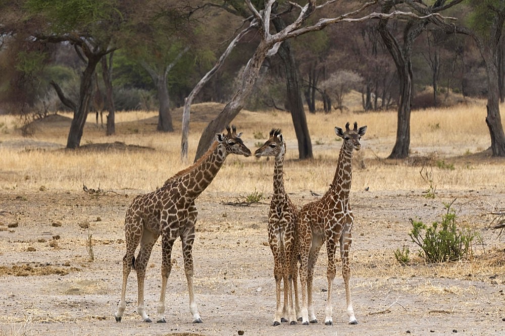 Giraffes (Giraffa camelopardalis), three young animals standing together in a clearing, Tarangire National Park, Tanzania, East Africa, Africa