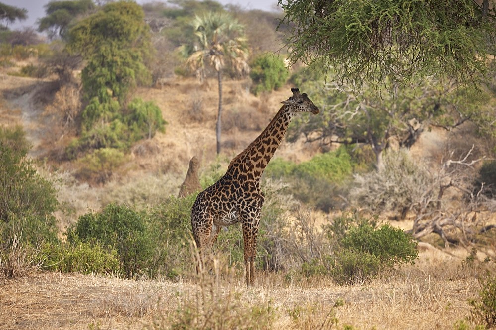 Giraffe (Giraffa camelopardalis), adult, standing in the bush, savannah, Tarangire National Park, Tanzania, East Africa, Africa