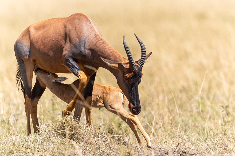 Sassaby (Damaliscus lunatus jimela) antelope suckling its young, Masai Mara NP, Kenya, Africa