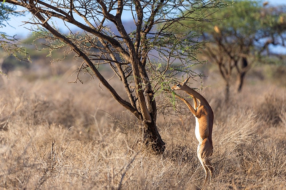 Gerenuk (Litocranius walleri) antelope feeding on the hind legs of an acacia tree, Samburu National Reserve, Kenya, Africa