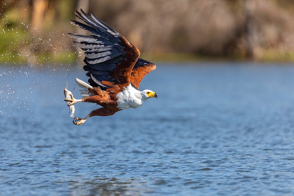 African fish eagle (Haliaeetus vocifer) with fish in its catch, fishing, lake, Lake Naivasha, Kenya, Africa