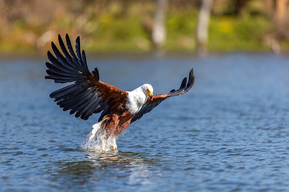 African Fish Eagle (Haliaeetus vocifer), Fishing, Lake, Lake Naivasha, Kenya, Africa