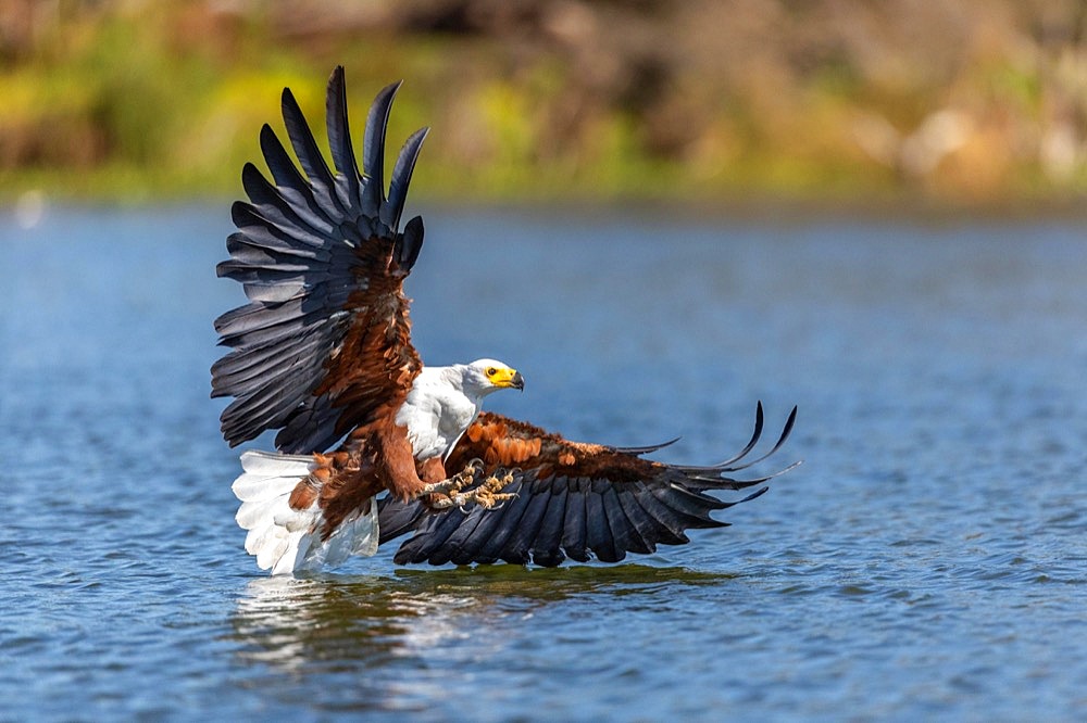 African Fish Eagle (Haliaeetus vocifer), Fishing, Lake, Lake Naivasha, Kenya, Africa