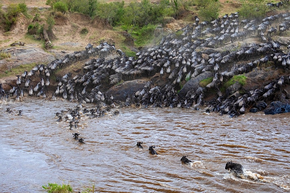 Wildebeest (Connochaetes) crossing the river, water, herd, Talek River, Masai Mara NP, Kenya, Africa