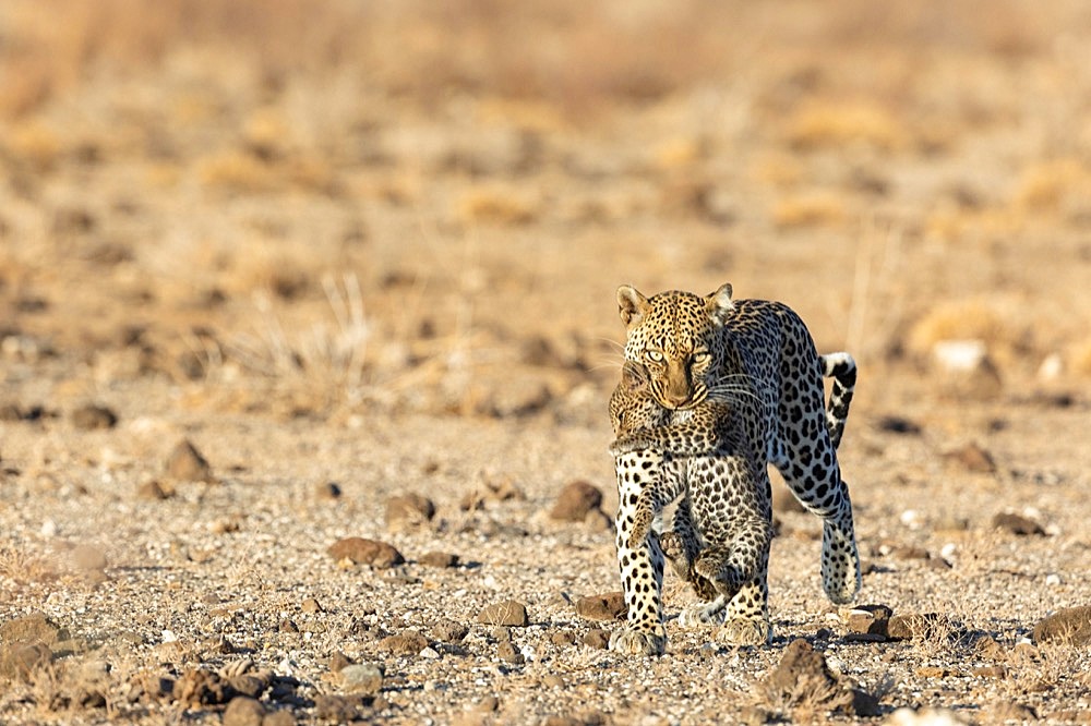 Leopard (Panthera pardus) mother carrying her baby in her mouth, Leopard, female, Samburu National Reserve, Kenya, Africa