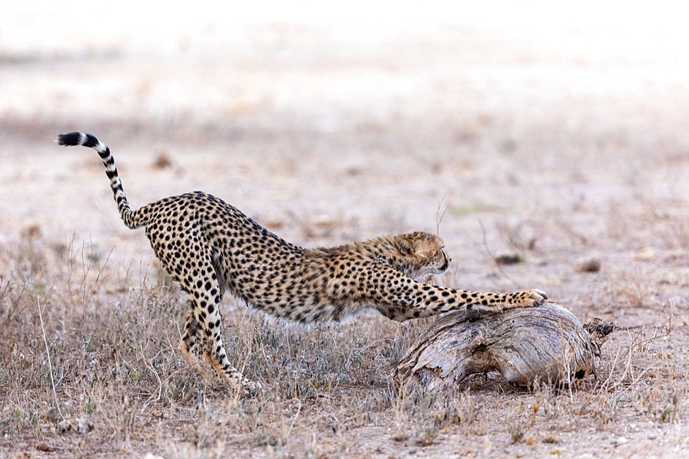 Cheetah (Acinonyx jubatus), stretching on a tree trunk, Samburu National Reserve, Kenya, Africa