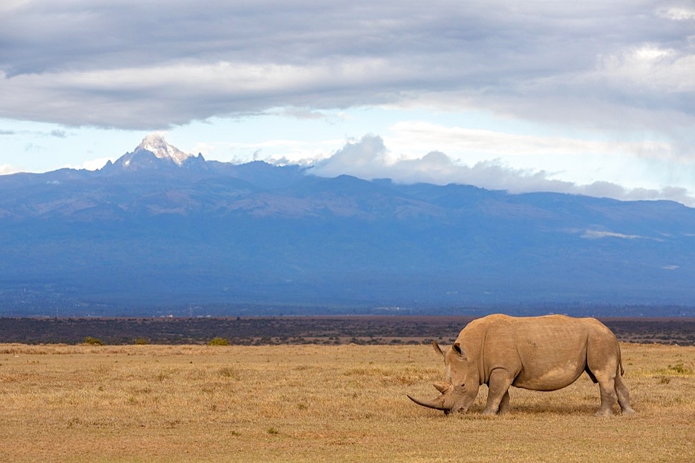 White rhinoceros (Ceratotherium simum), off Mount Kenya, Solio Ranch, Kenya, Africa