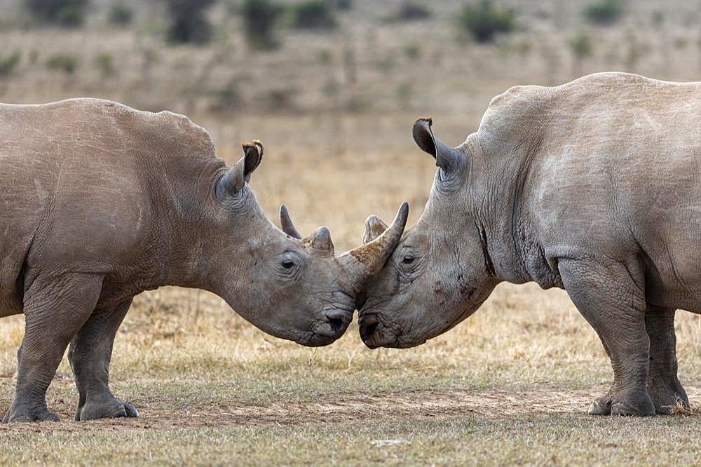 White rhinoceros (Ceratotherium simum), two animals sniffing each other, Solio Ranch, Kenya, Africa