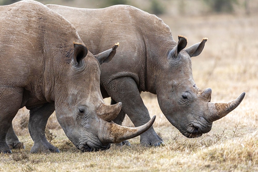 White rhinoceros (Ceratotherium simum), two animals in parallel, Solio Ranch, Kenya, Africa