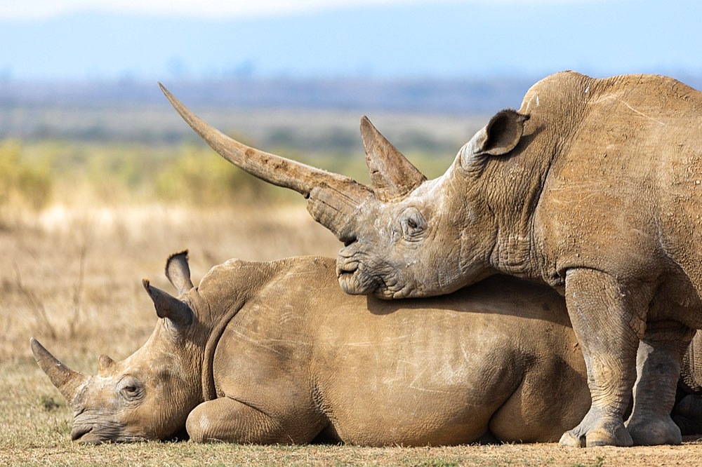 White rhinoceros (Ceratotherium simum), group, Solio Ranch, Kenya, Africa