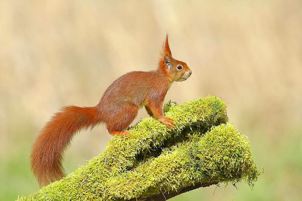 Eurasian red squirrel (Sciurus vulgaris), standing attentively on a tree trunk overgrown with moss, rodent, Siegerland, North Rhine-Westphalia, Germany, Europe