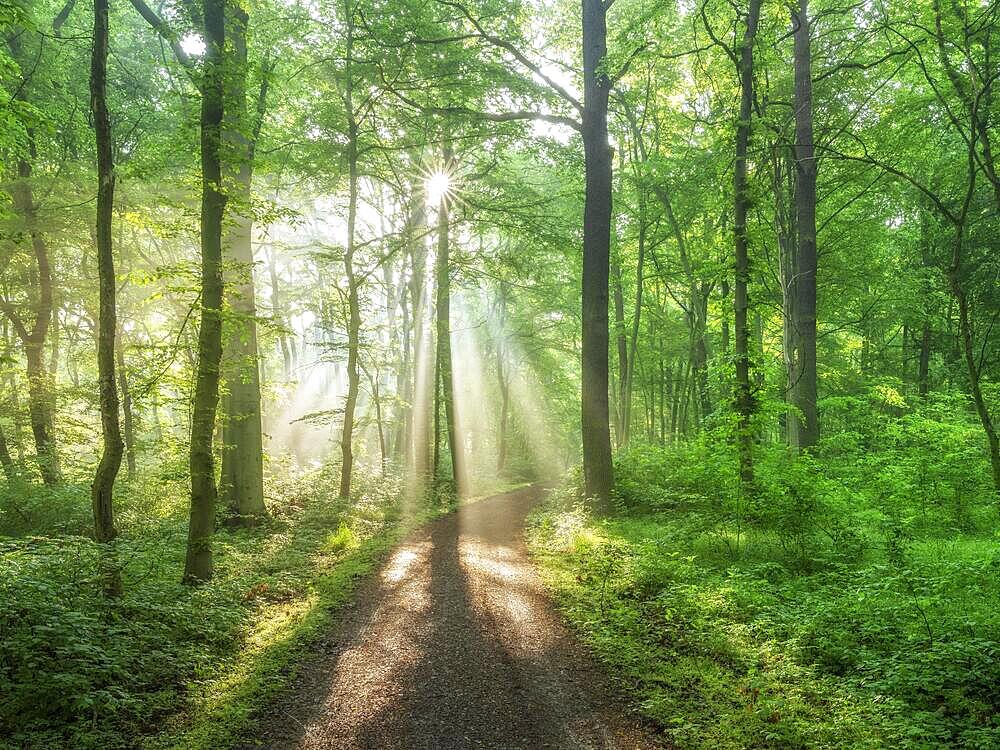 Hiking trail through light-flooded natural beech forest, sun shining through morning mist, Burgenlandkreis, Saxony-Anhalt, Germany, Europe